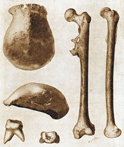 Pithecanthropus erectus (‘Java Man’)